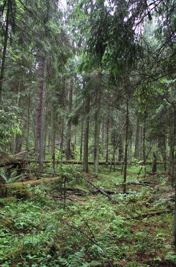 Никольское, image of landscape/habitat.