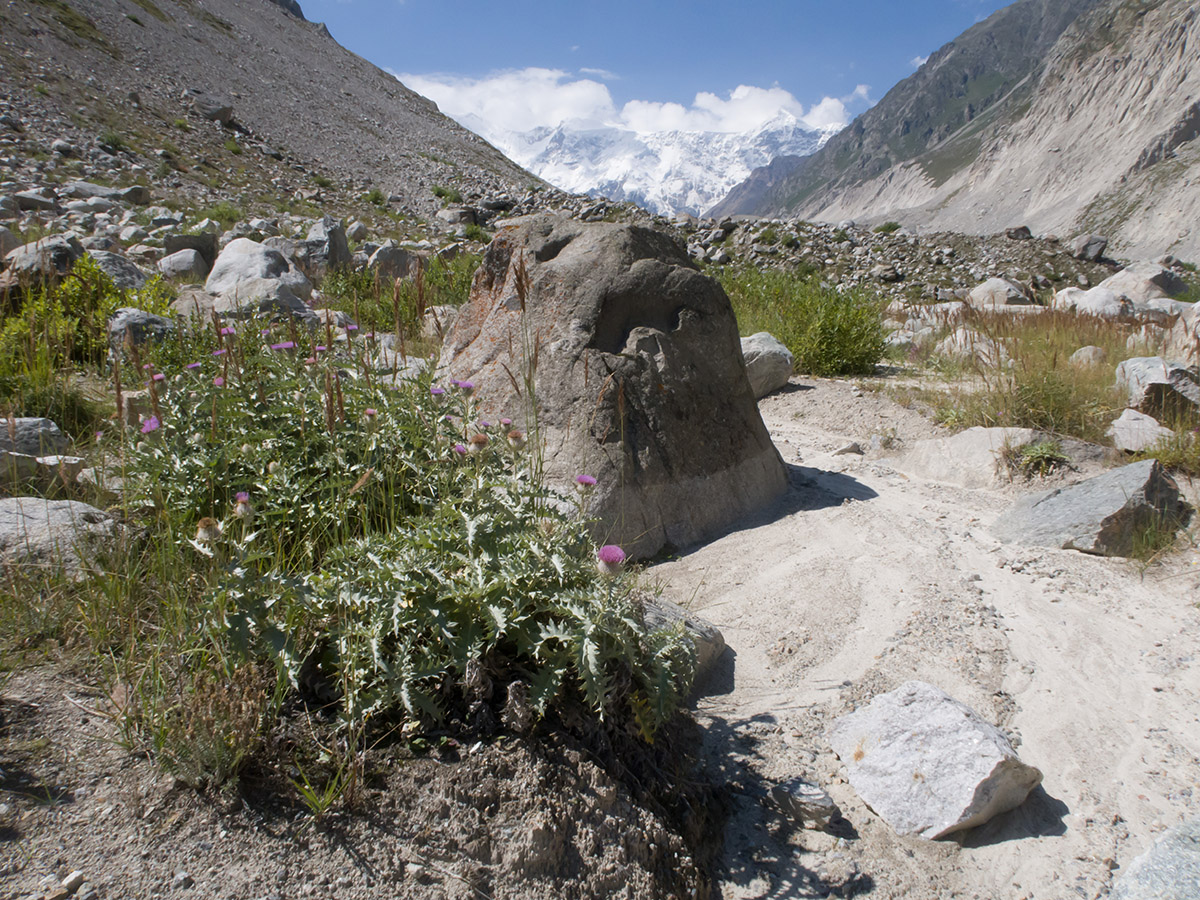 Черек-Безенгийское ущелье, image of landscape/habitat.