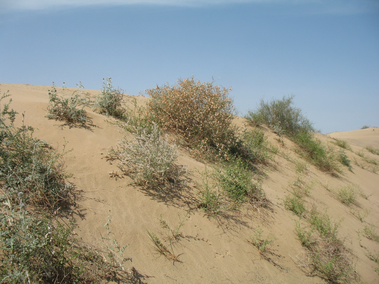 Бархан Кумтиын, image of landscape/habitat.