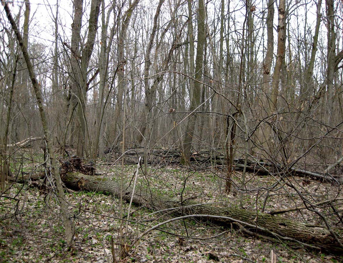 Лесники, низинная часть, image of landscape/habitat.