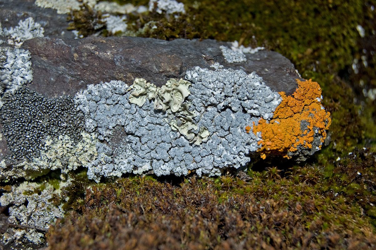 Окрестности деревни Бекленищева, image of landscape/habitat.