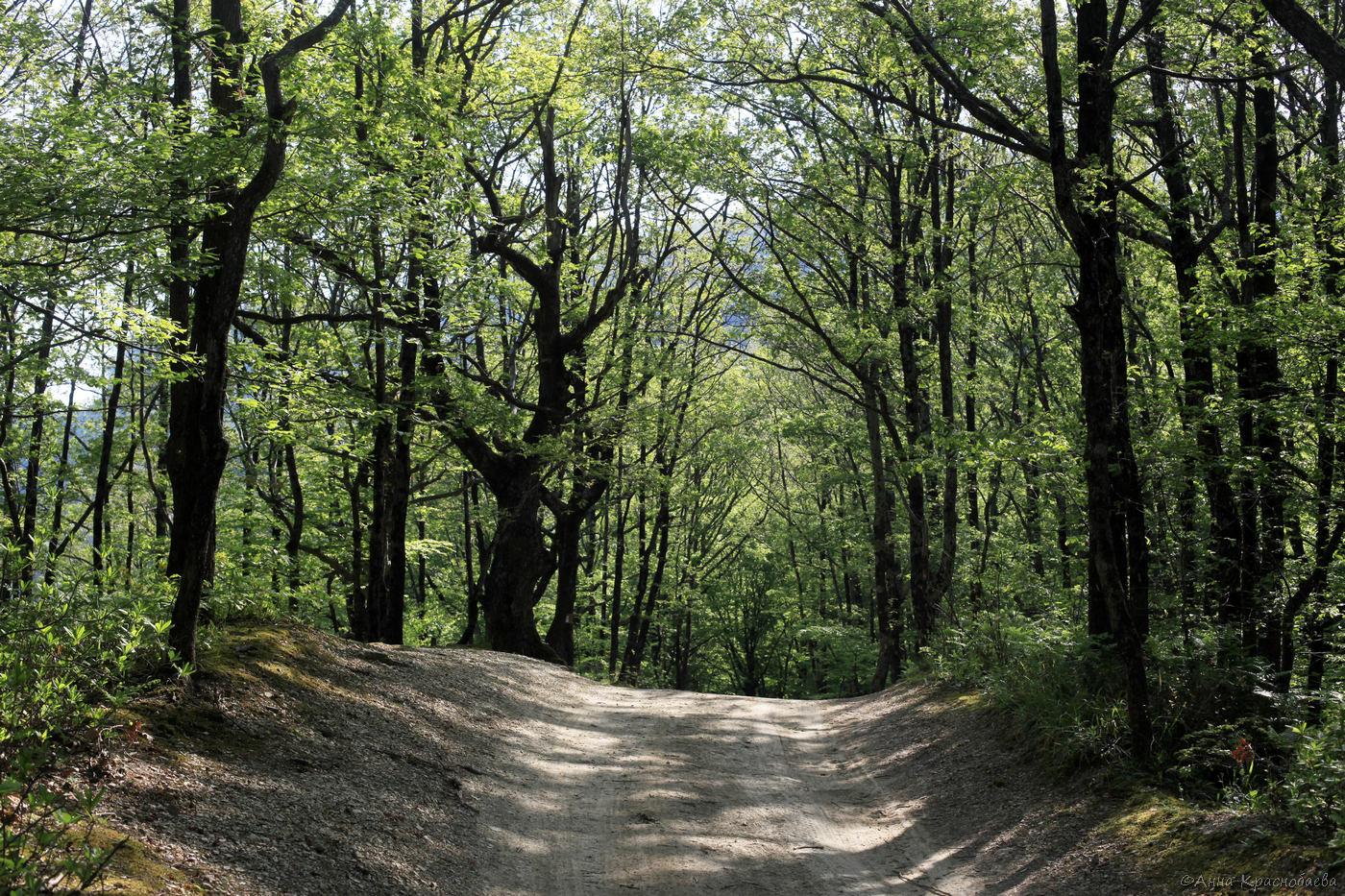 Парк Кадош и скала Киселёва, image of landscape/habitat.