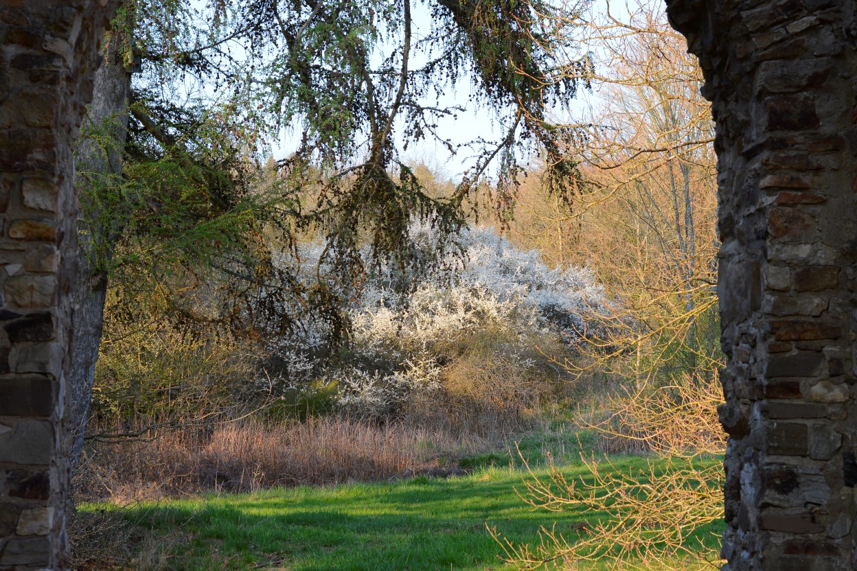 Штайнебах-на-Виде, image of landscape/habitat.