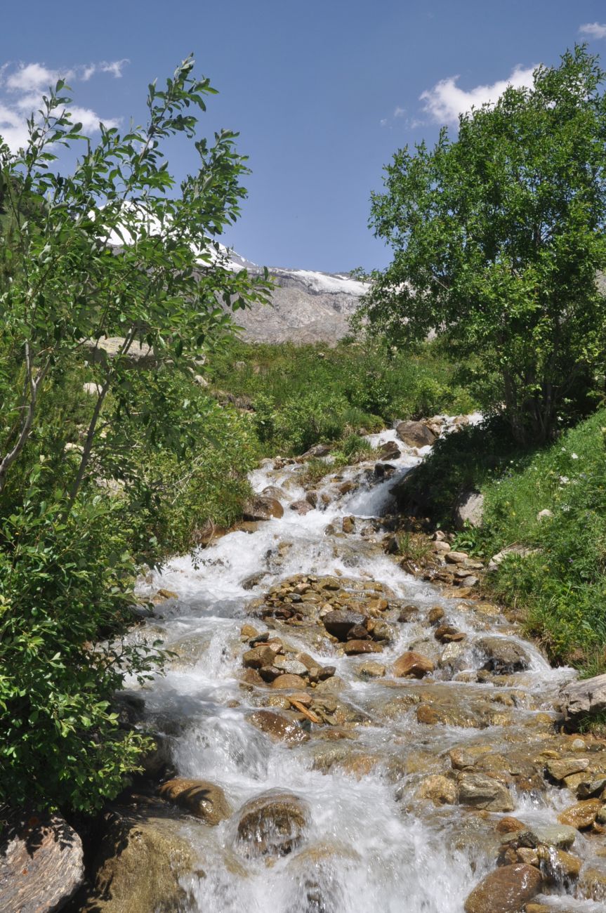 Сары-Кол, image of landscape/habitat.