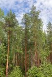Медвежьегорск и окрестности, image of landscape/habitat.