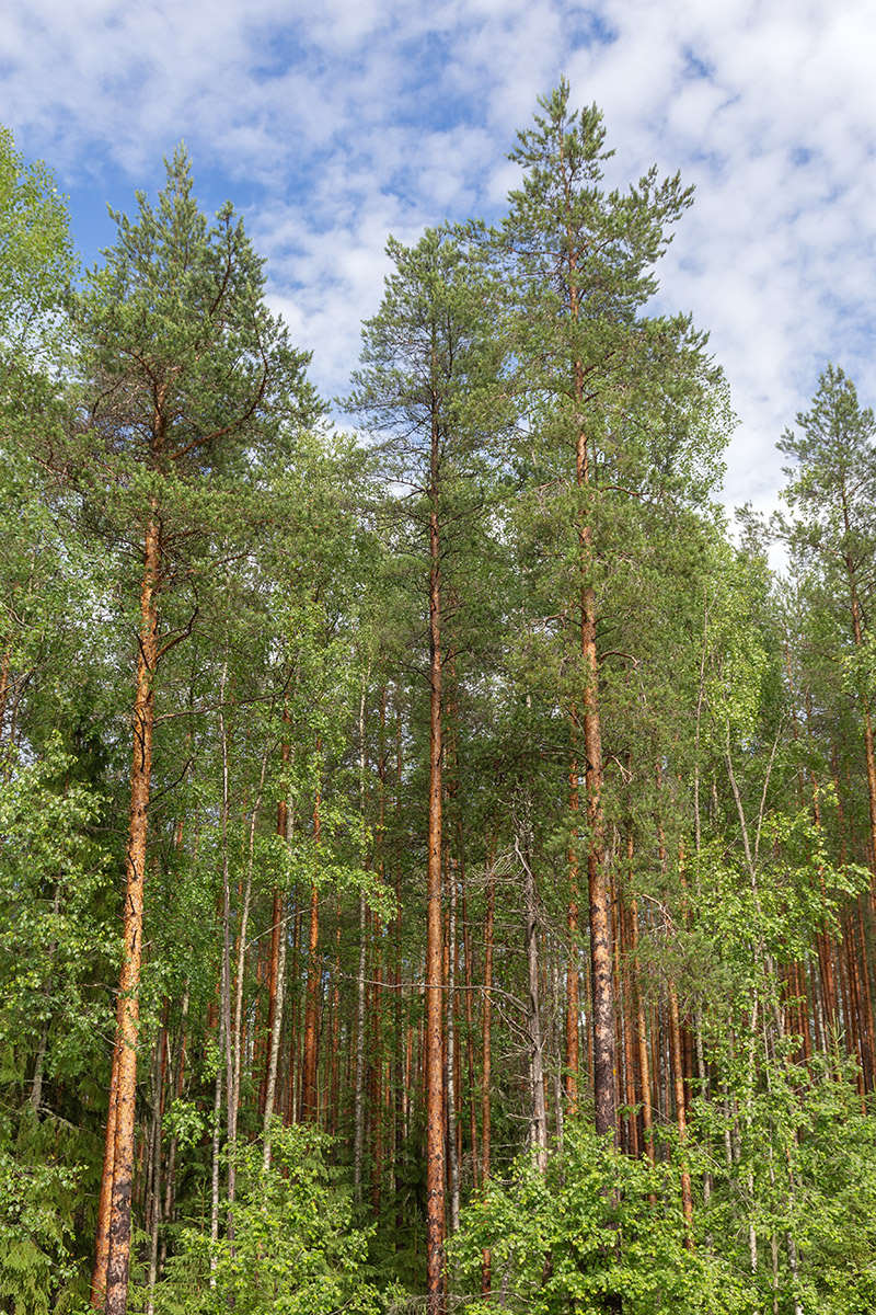 Медвежьегорск и окрестности, image of landscape/habitat.