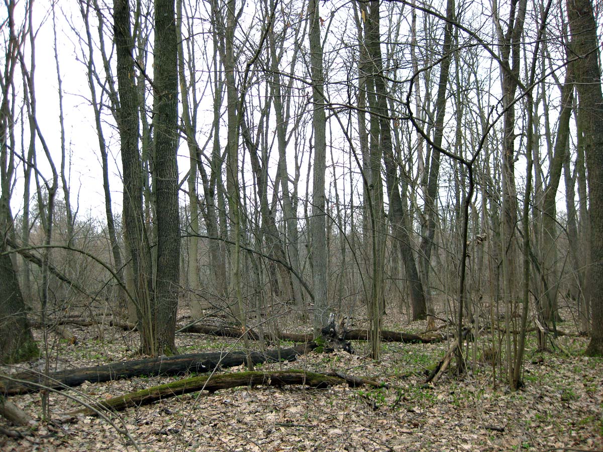 Лесники, низинная часть, image of landscape/habitat.