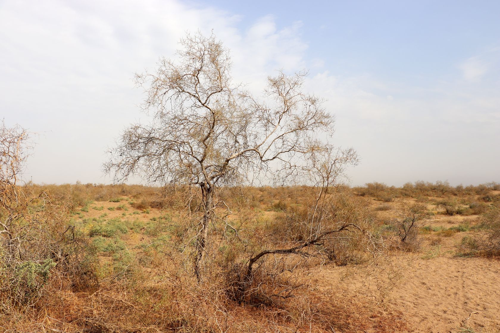 Дальверзинская степь, image of landscape/habitat.