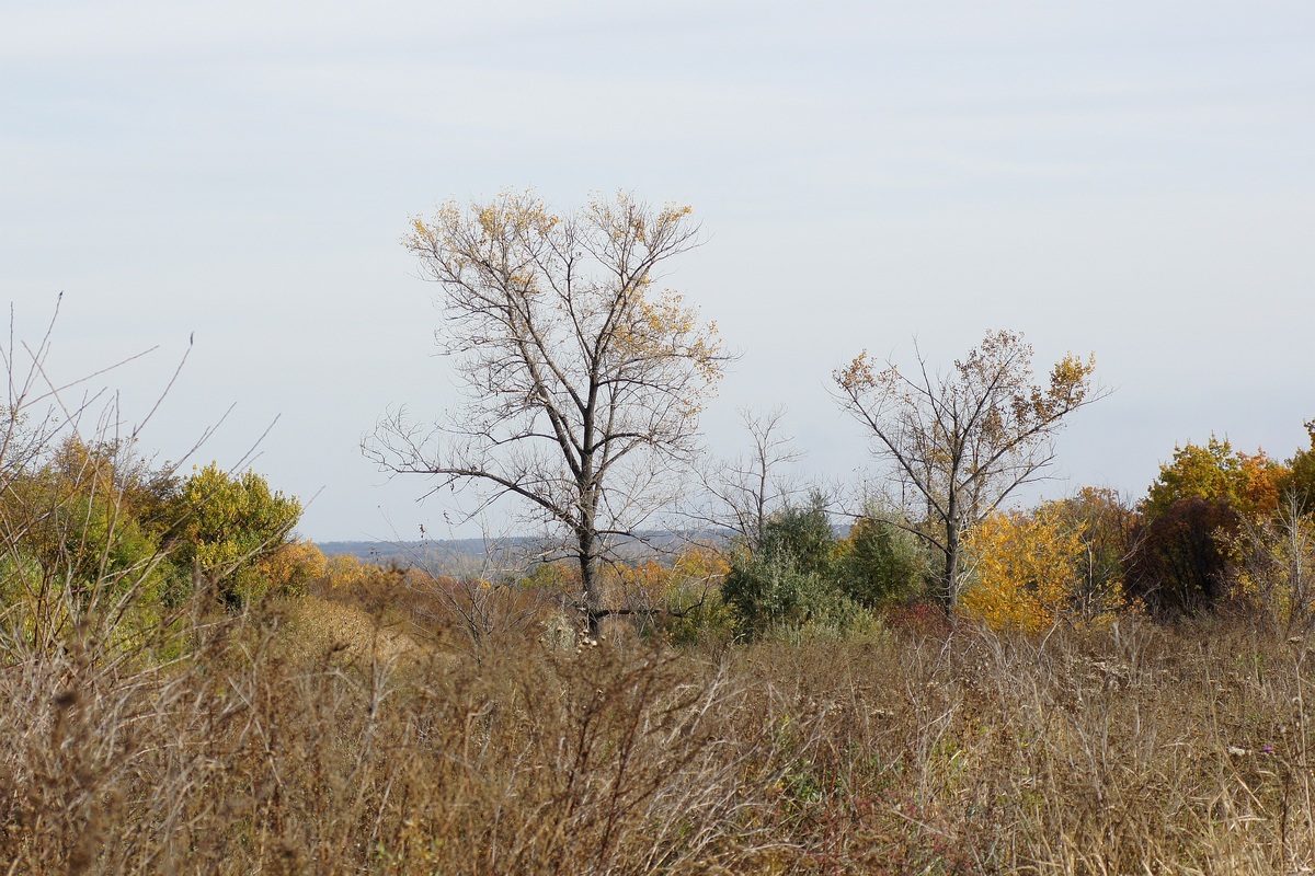 Балка Плотникова, image of landscape/habitat.
