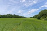 Окрестности посёлка Володарское, image of landscape/habitat.