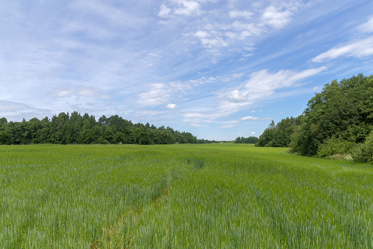Окрестности посёлка Володарское, image of landscape/habitat.