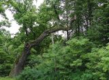 Беловежская пуща, image of landscape/habitat.