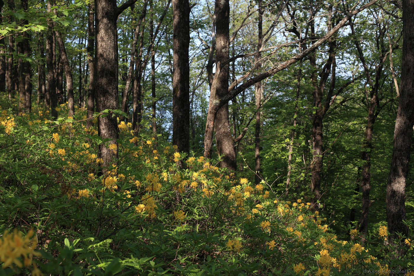 Парк Кадош и скала Киселёва, image of landscape/habitat.