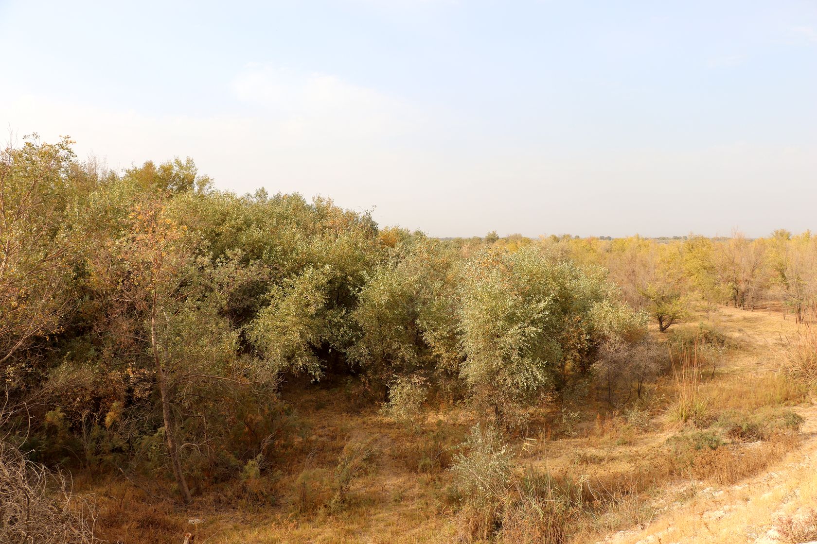 Дальверзинская степь, image of landscape/habitat.