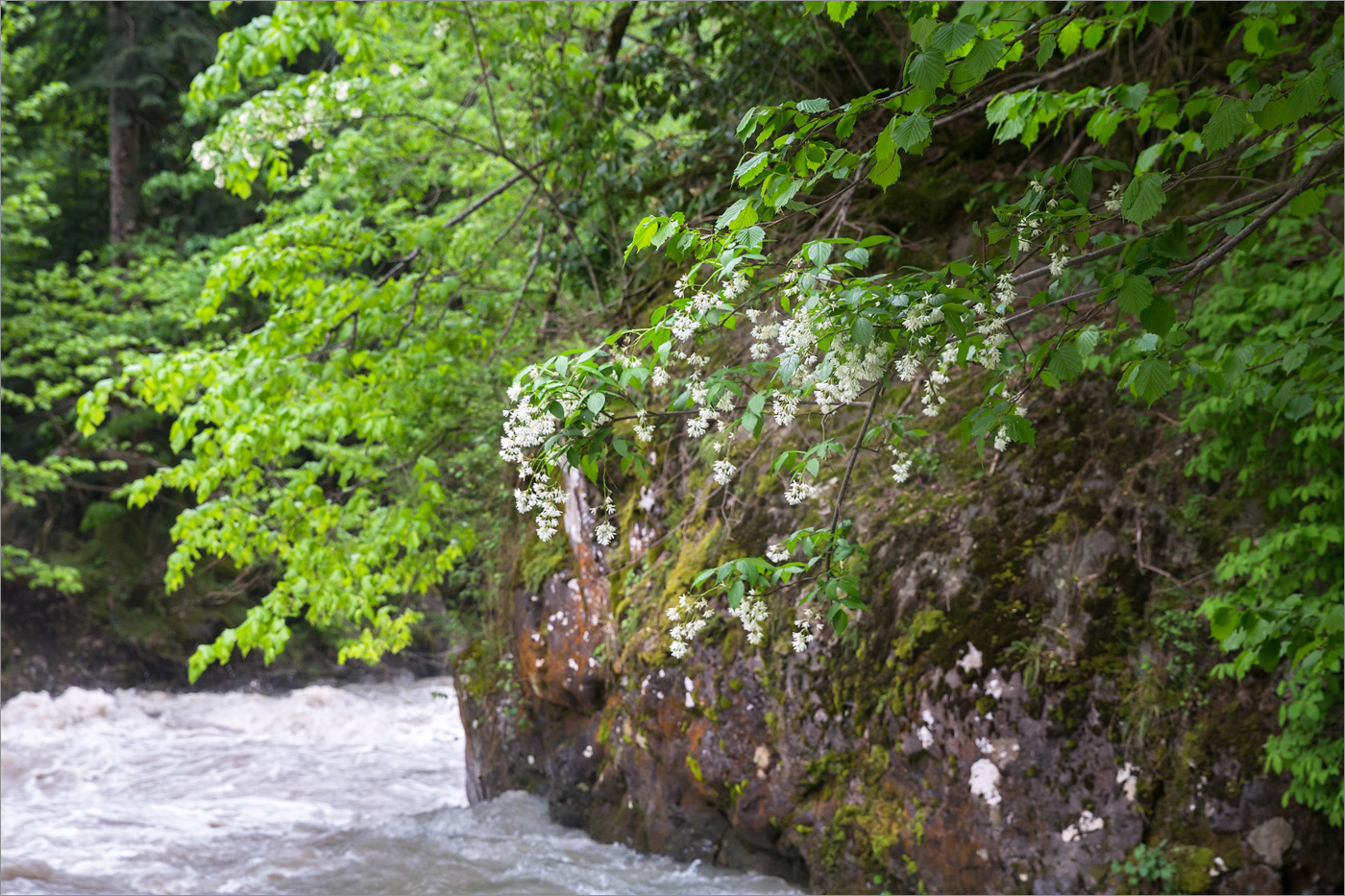 Долина реки Гега, image of landscape/habitat.