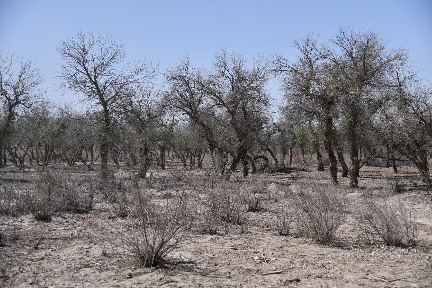Бадай-Тугай, image of landscape/habitat.
