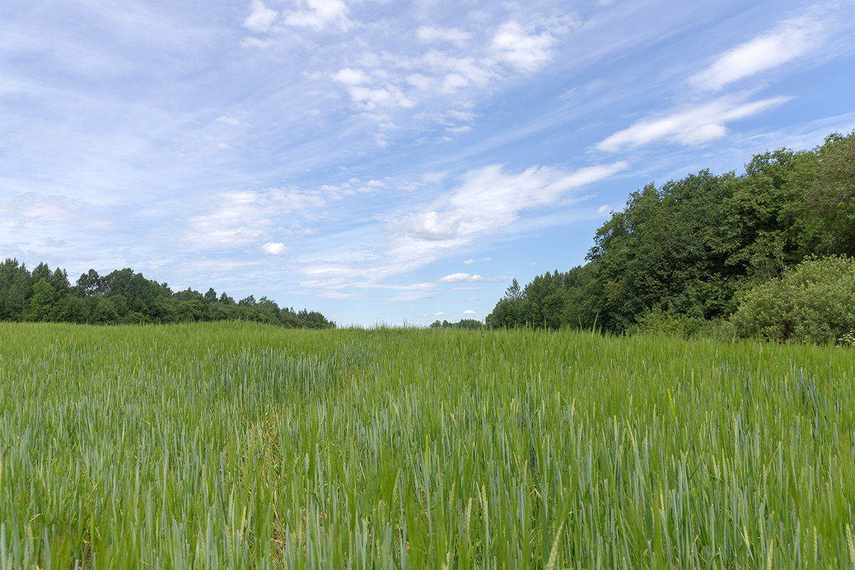 Окрестности посёлка Володарское, image of landscape/habitat.