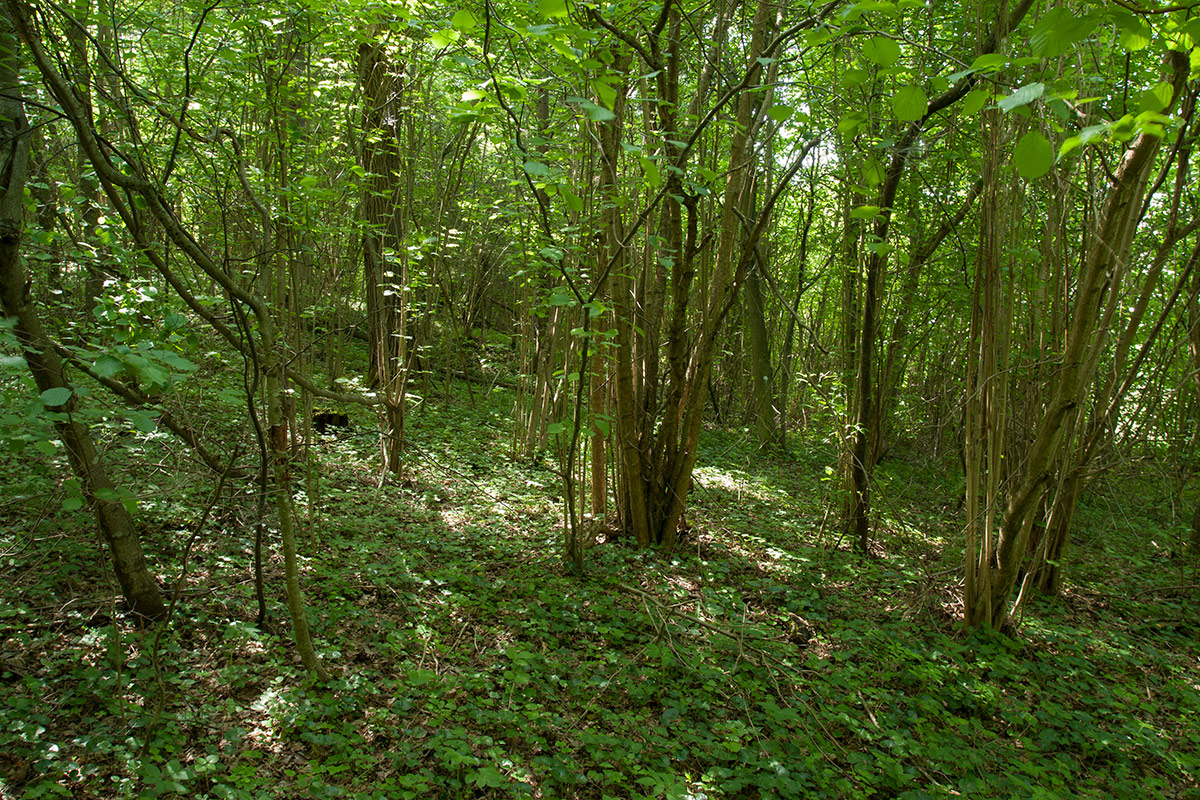 Изборско-Мальская долина, image of landscape/habitat.