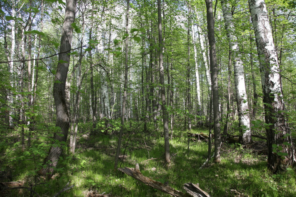 Яковлевка, image of landscape/habitat.