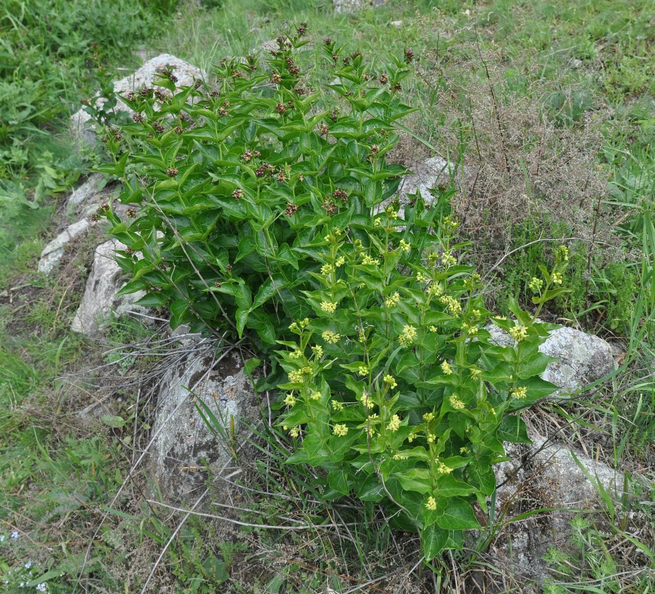 Окрестности города Тырныауз, image of landscape/habitat.