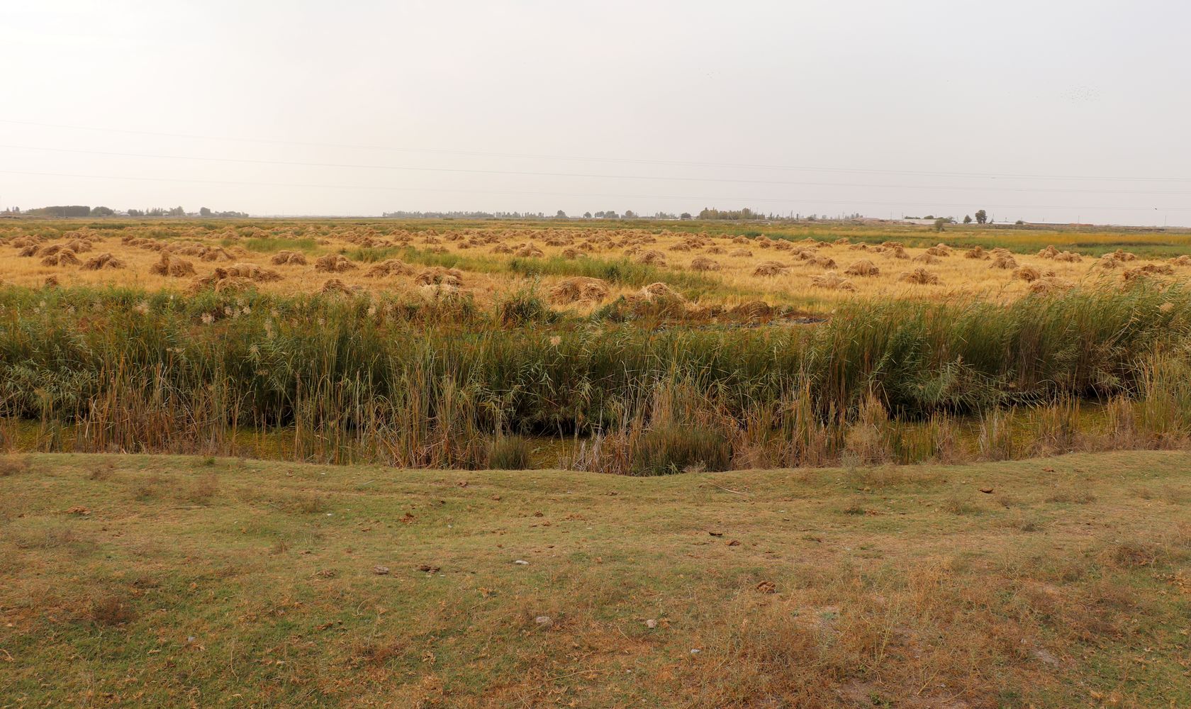 Дальверзинская степь, image of landscape/habitat.