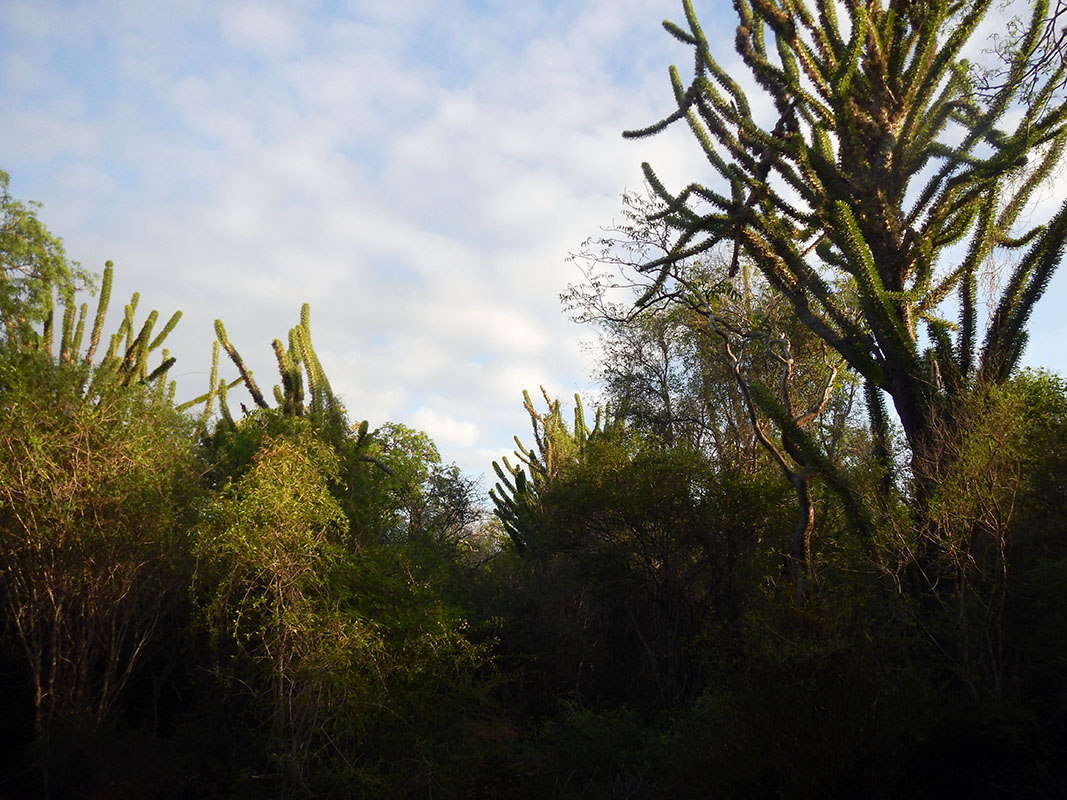 Колючий лес Ифати, image of landscape/habitat.