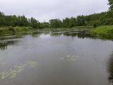 Беловежская пуща, image of landscape/habitat.