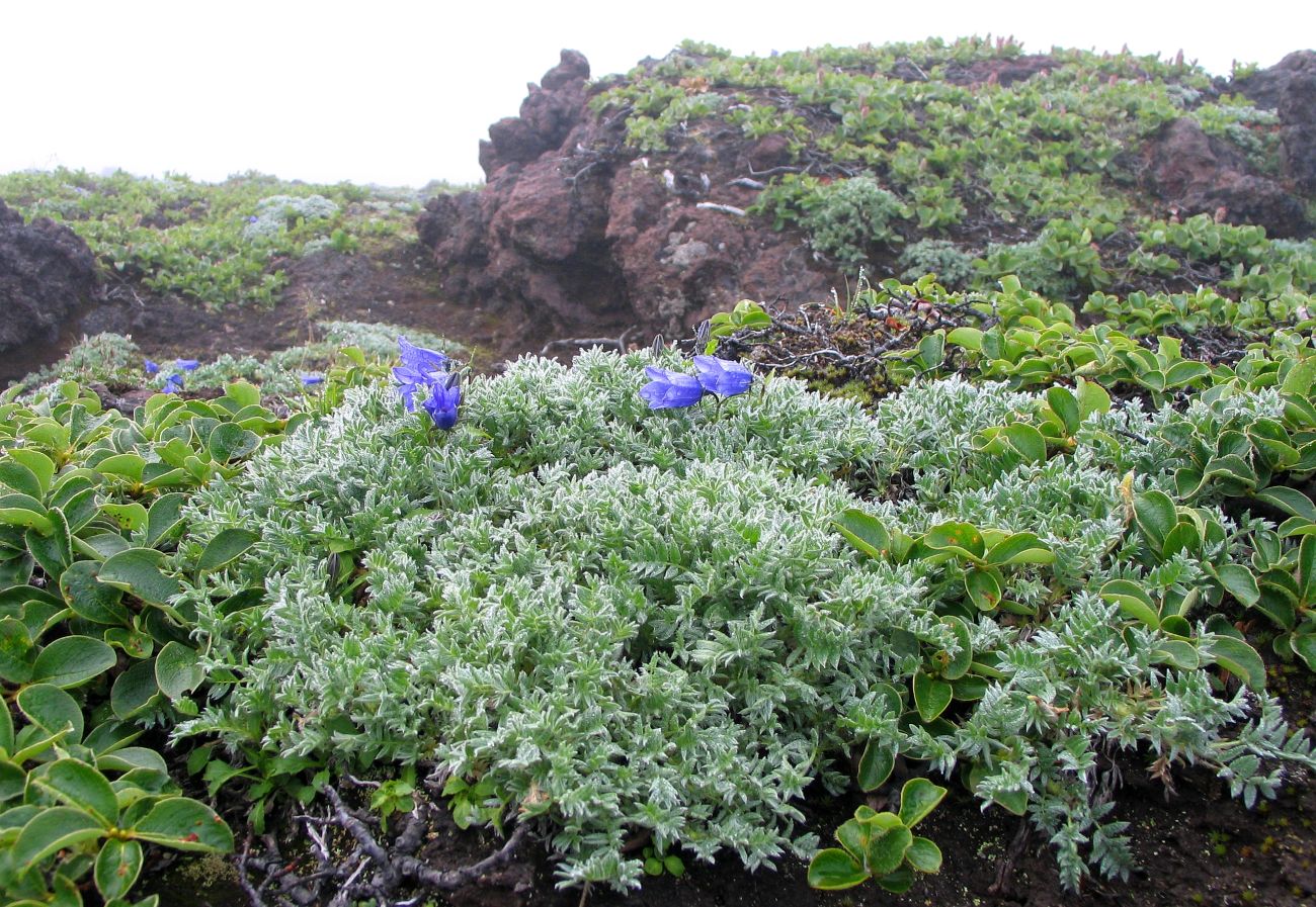 Долина реки Освистанная, image of landscape/habitat.