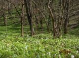 Гора Рябкова, image of landscape/habitat.