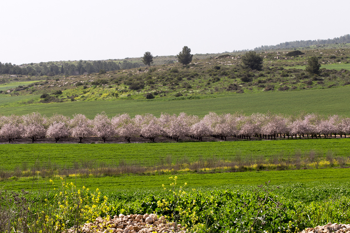 Окрестности Латруна, image of landscape/habitat.