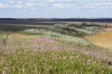 Балка Мацутина, image of landscape/habitat.