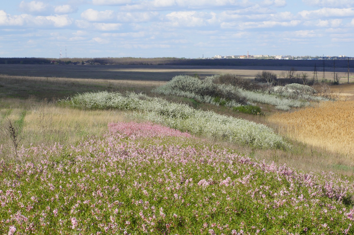 Балка Мацутина, image of landscape/habitat.