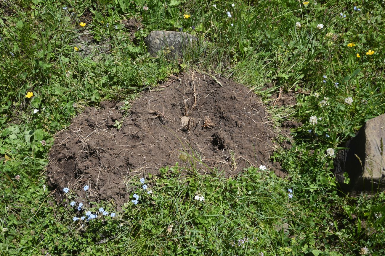 Верхнее течение Чадыри, image of landscape/habitat.