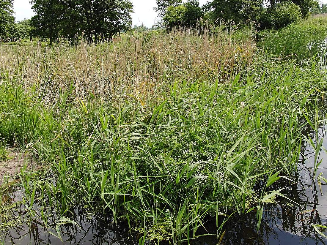 Наревский национальный парк, image of landscape/habitat.