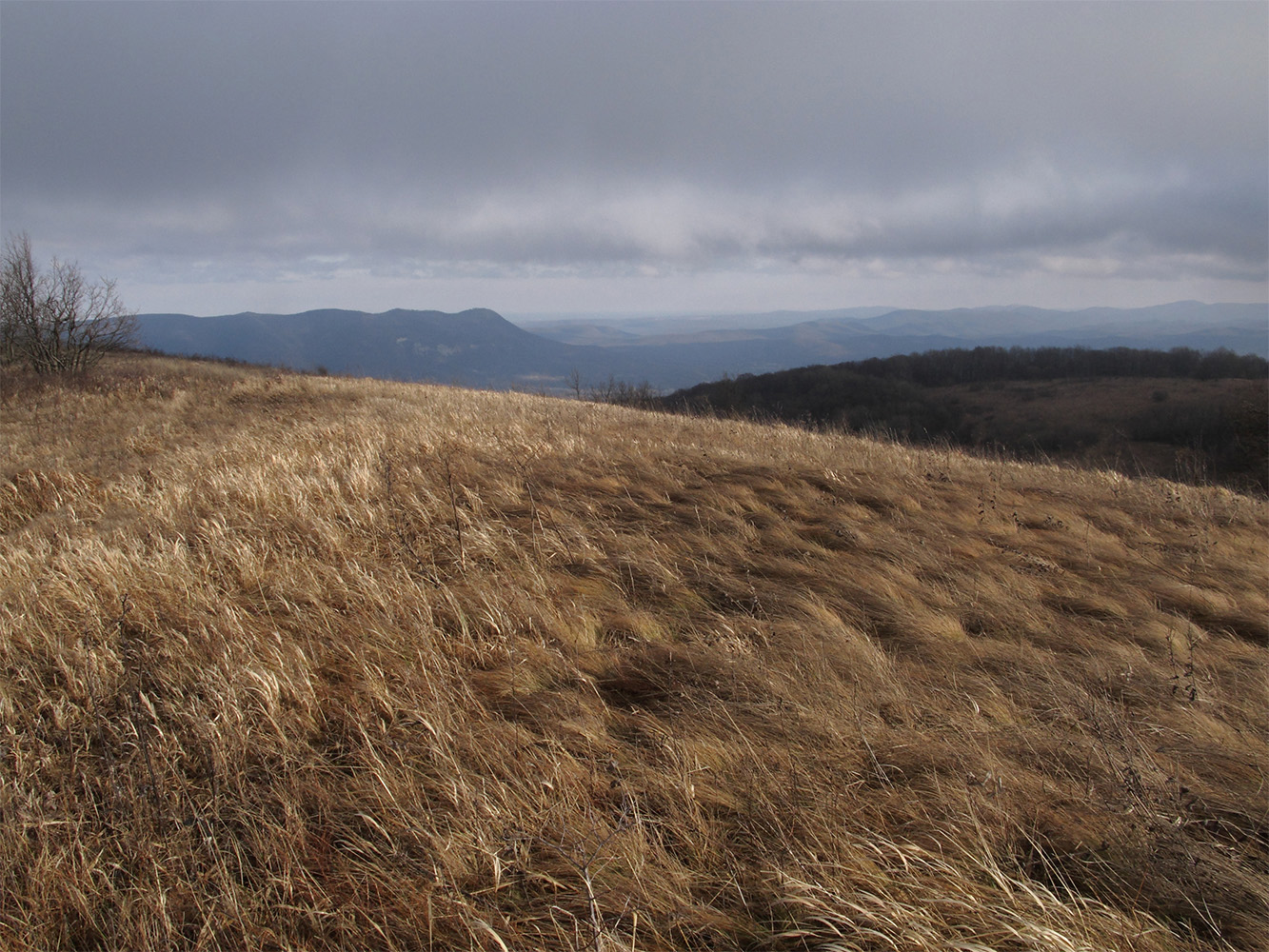 Лысая-Шапсугская, image of landscape/habitat.