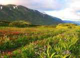 Вилючинский перевал, image of landscape/habitat.