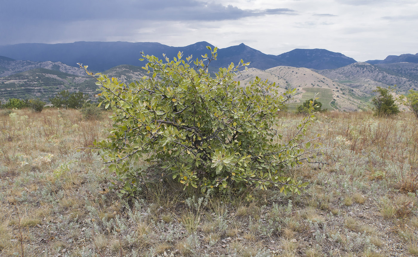 Чабан-Куле, image of landscape/habitat.