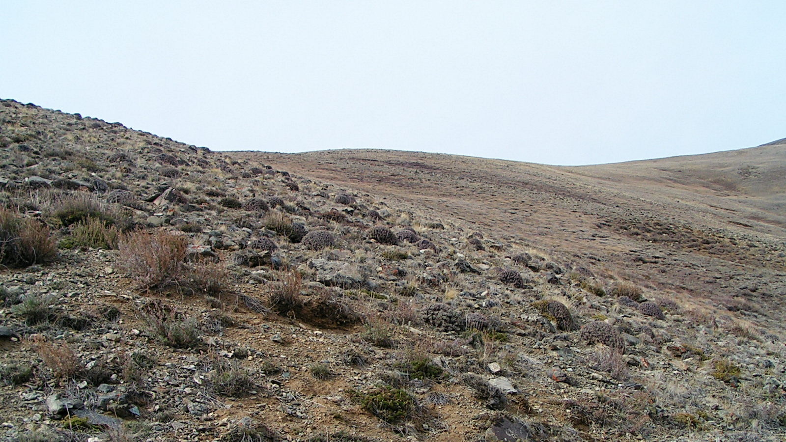 Курайский хр., Тыдтуярык, image of landscape/habitat.
