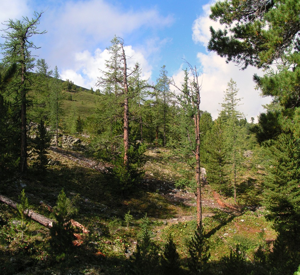 Кедровые стоянки, image of landscape/habitat.