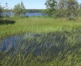 Озеро Рубское, image of landscape/habitat.