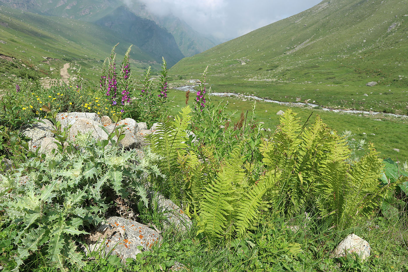 Чайнашки, изображение ландшафта.
