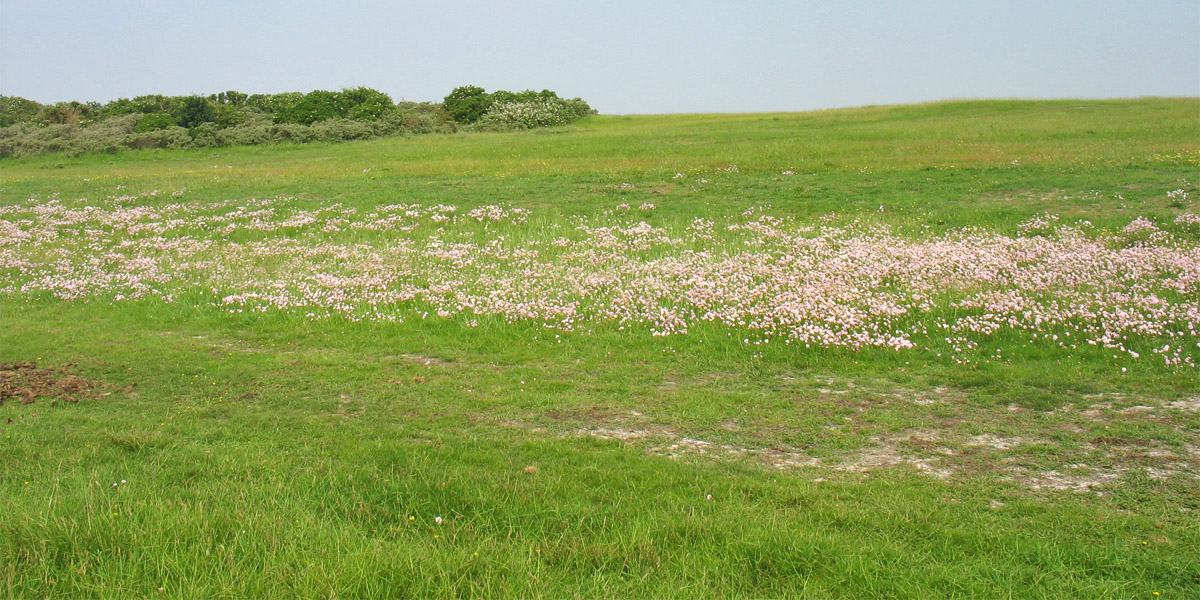 Схирмонниког (Schiermonnikoog), изображение ландшафта.