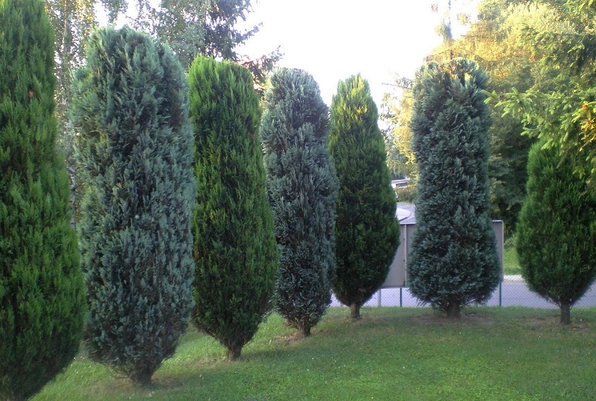 Цешин, image of landscape/habitat.