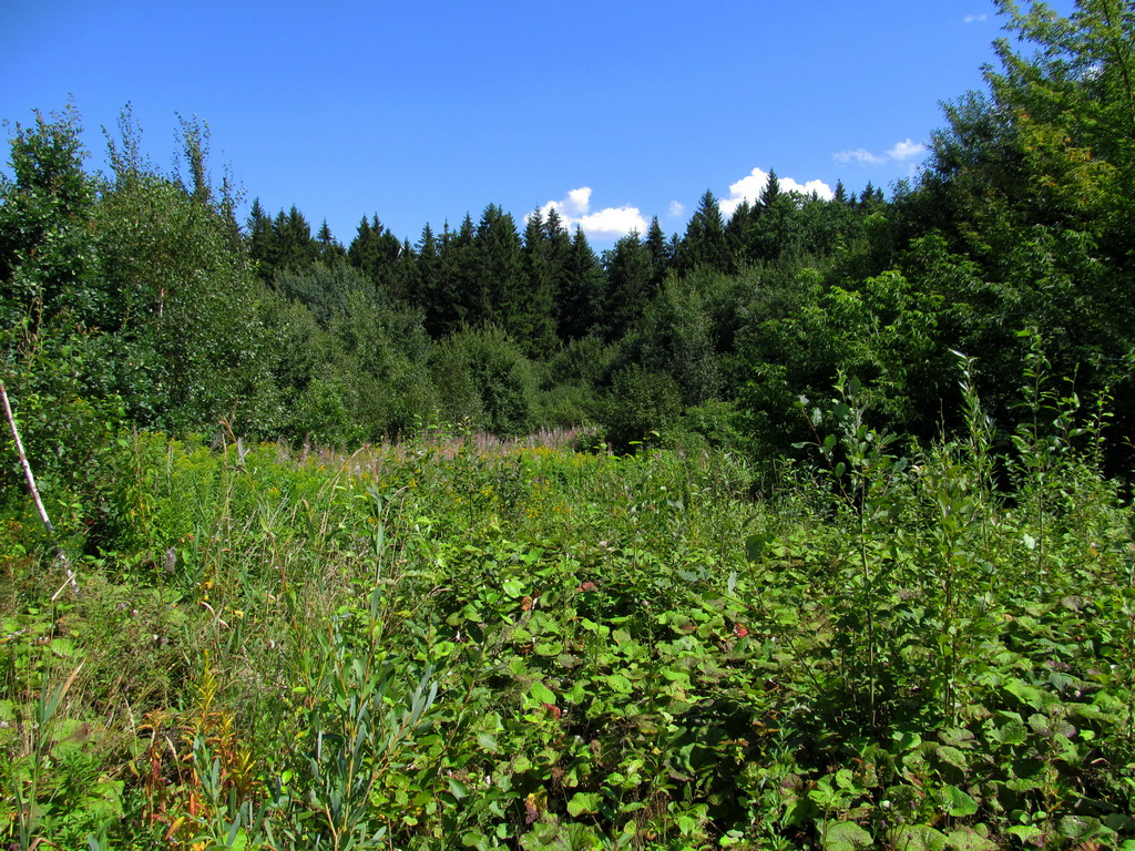 Городиловка, image of landscape/habitat.