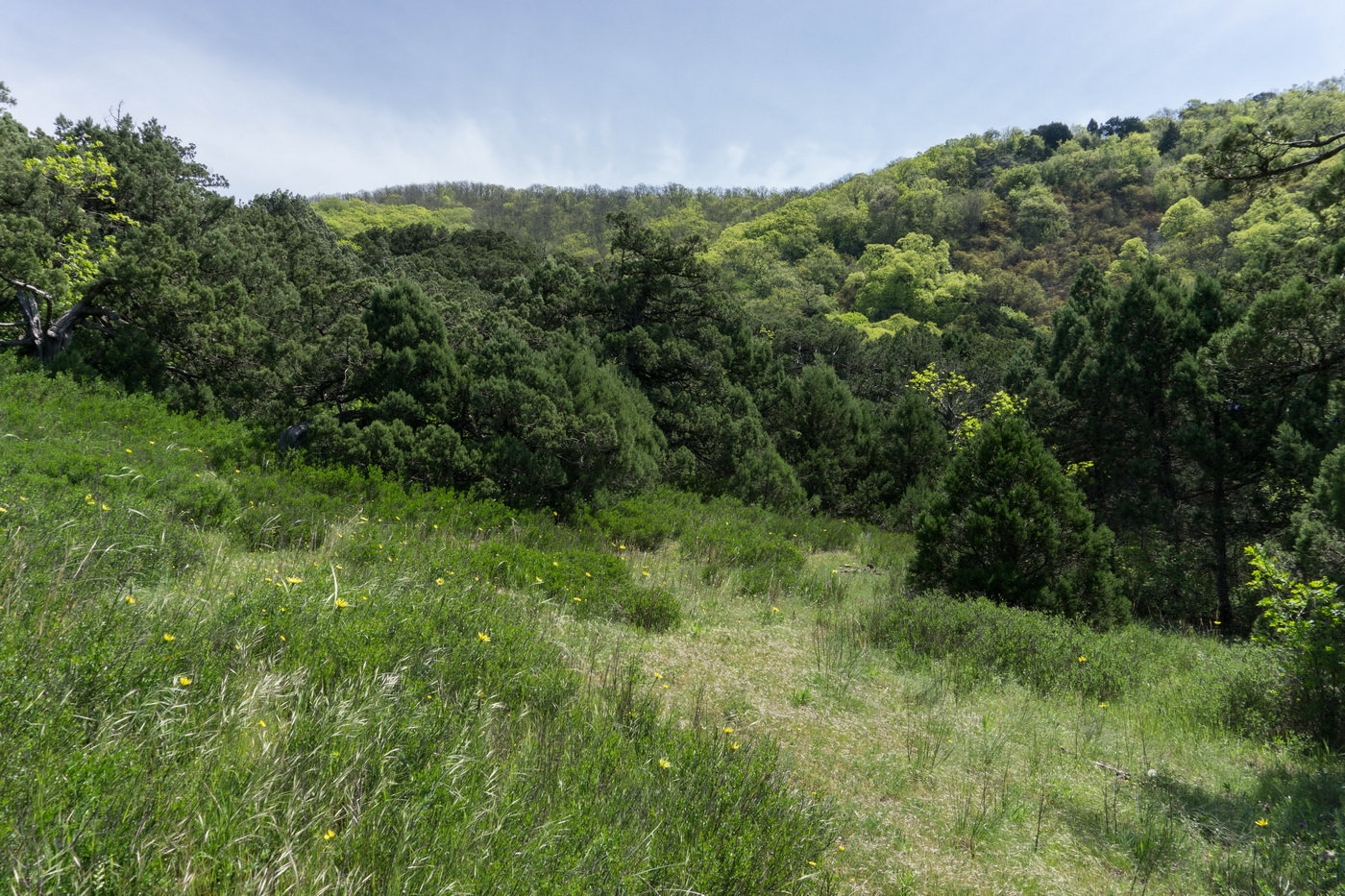 Мыс Большой Утриш, image of landscape/habitat.