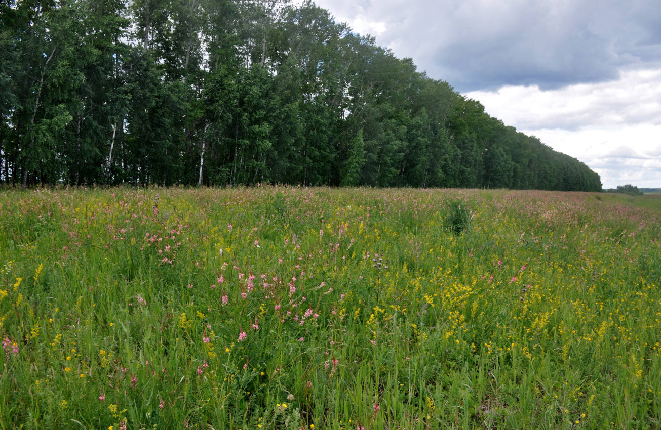 Окрестности города Алейск, image of landscape/habitat.