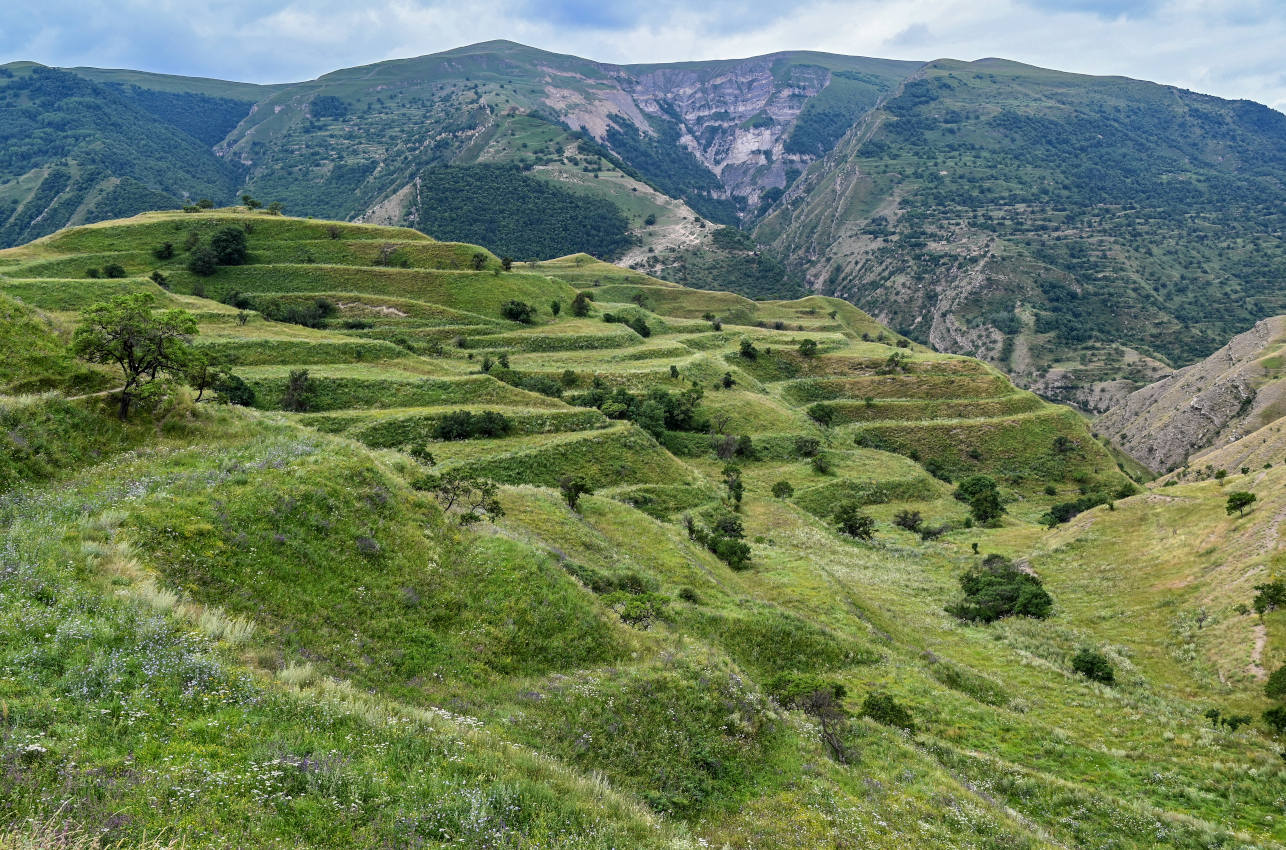 Окрестности села Чох, image of landscape/habitat.