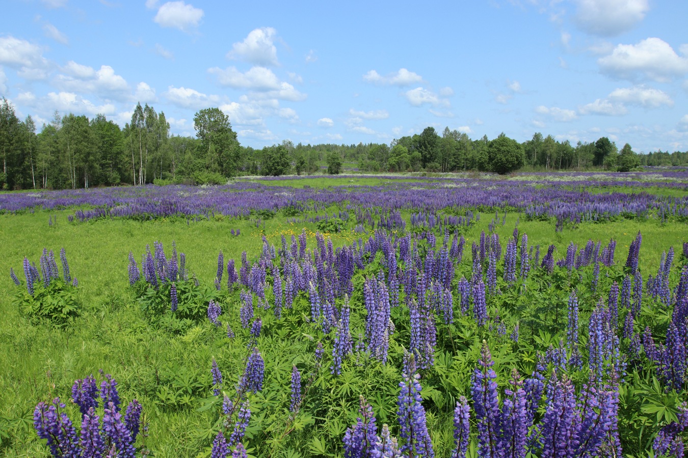 Окрестности Косенково, image of landscape/habitat.