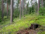 Озеро Щучье (Комарово), image of landscape/habitat.