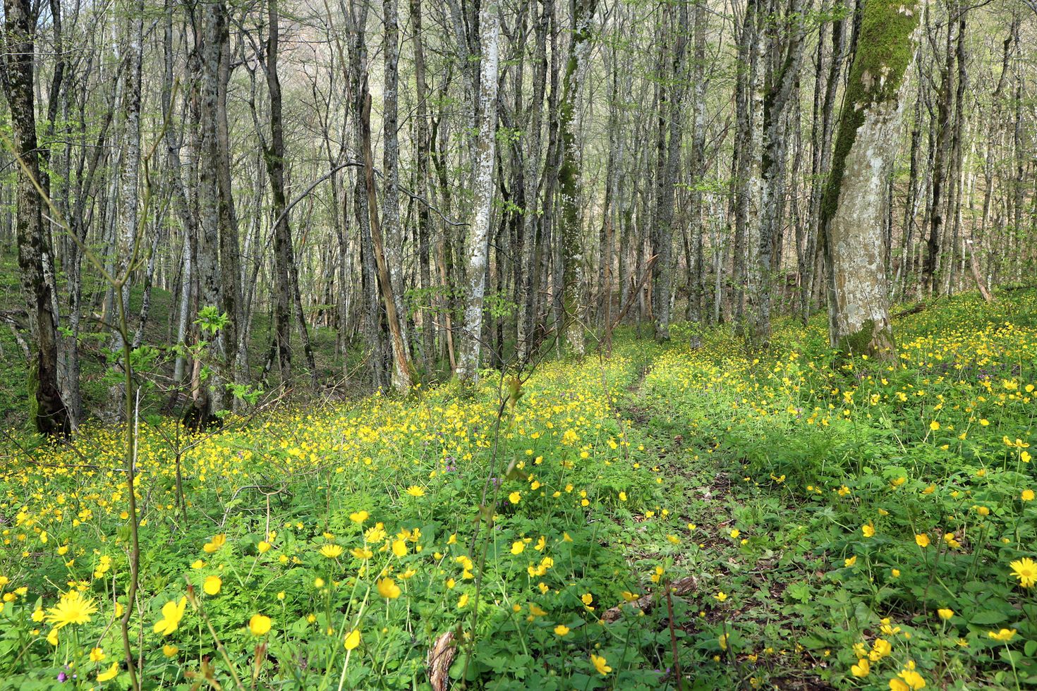 Гора Безумная, image of landscape/habitat.